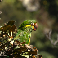 Golden-plumed Parakeet